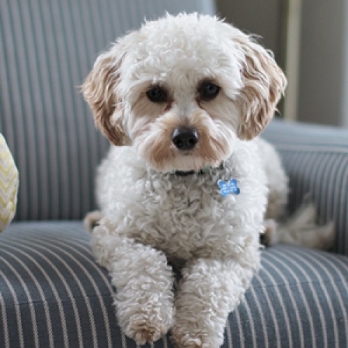 Pet on a cute couch